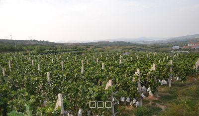 招远市三联南海林苑